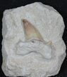 Lot - Otodus Shark Teeth Mounted On Matrix #39225-3